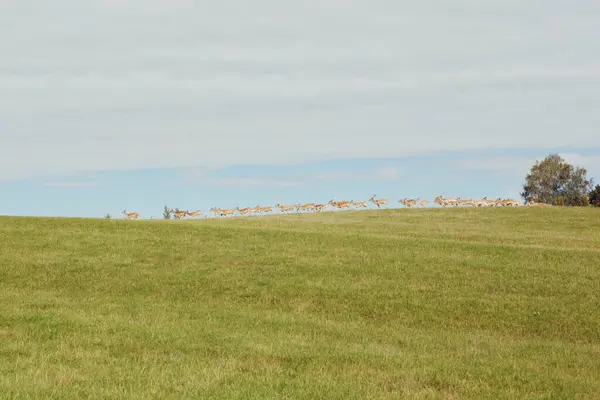 Açık yeşil bir alanda koşan nadasa uğramış geyik sürüsü.