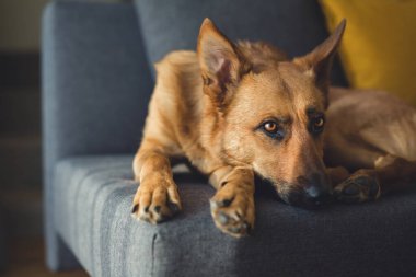 Güzel kızıl köpek evdeki kanepede dinleniyor.