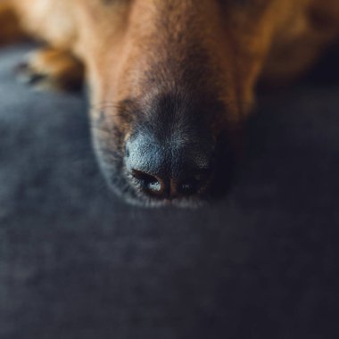 Kızıl bir köpeğin burnunun yakın plan görüntüsü.