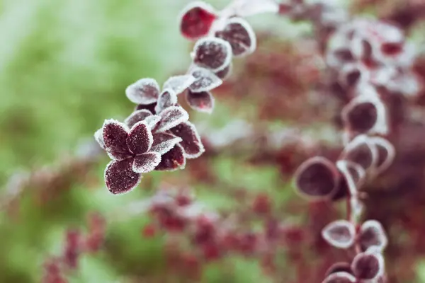 Japon böğürtlen fabrikasını kapatın.