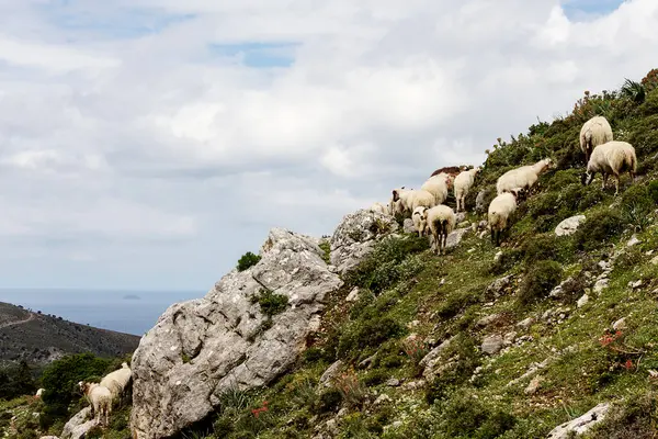 Bir grup koyun, deniz manzaralı kayalık bir yamaçta yemek yiyor.