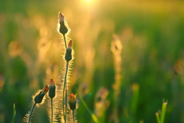 Şahin otu çiçekleri yumuşak akşam ışığında yıkanır.