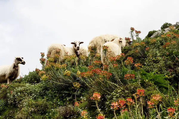Kayalık bir yamaçta, arka planda kır çiçekleri ve yeşillik olan bir grup koyun yemek yiyor.