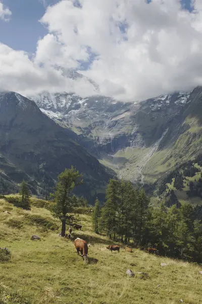 Grossglockner 'daki İnekler Yüksek Alp Yolu, Avusturya