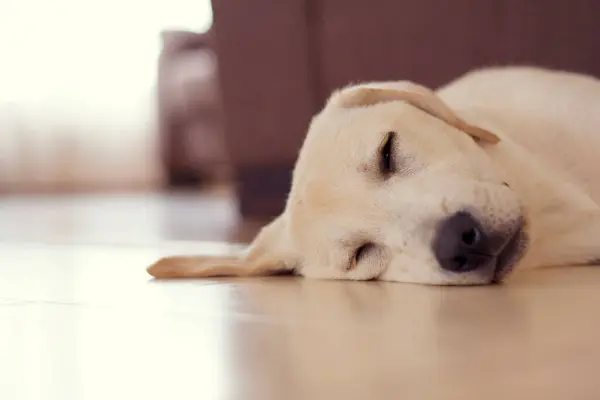 Labrador yerde uyuyor.