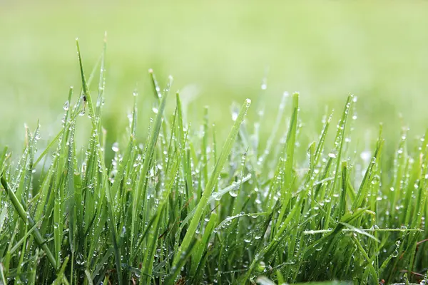 Taze yeşil çimen Sabah çiğ