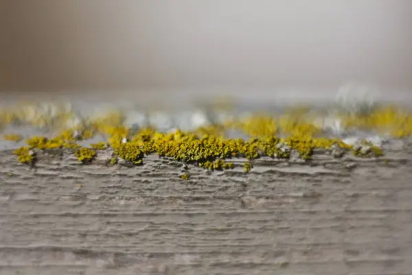 Yosun yetişen ahşap döşeme