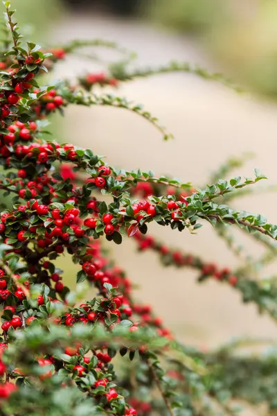 Rockspray Cotoneaster çalılığında yetişen bir sürü kırmızı böğürtlen