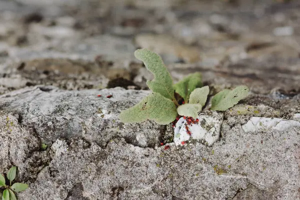 Beton duvarda yürüyen kırmızı böcekler