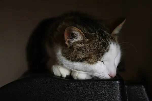 Bir kedi akvaryum kapağında huzur içinde uyuyor.