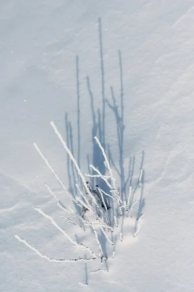 Kışın karlı bitki, üst manzara