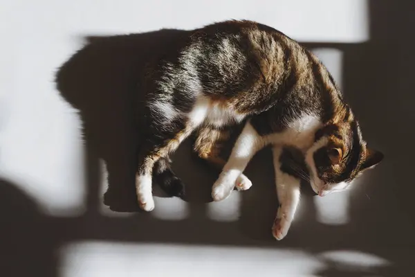 Uykulu bir kedi gün ışığının ve sıcaklığın tadını çıkarıyor.