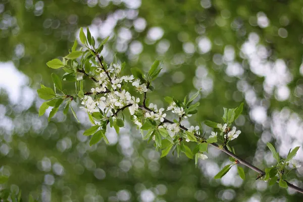 İlkbaharda beyaz kiraz çiçeklerinin açtığı bir ağaç dalının yakın plan resmi.
