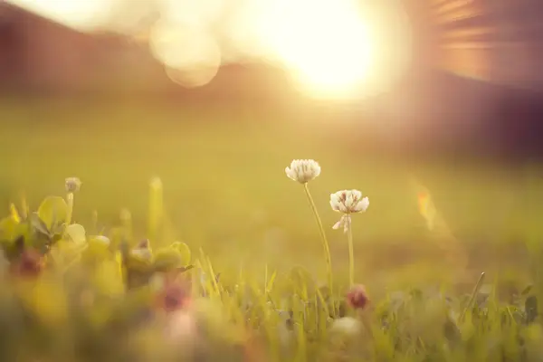 Altın çayırda iki yonca, sihirli saat.