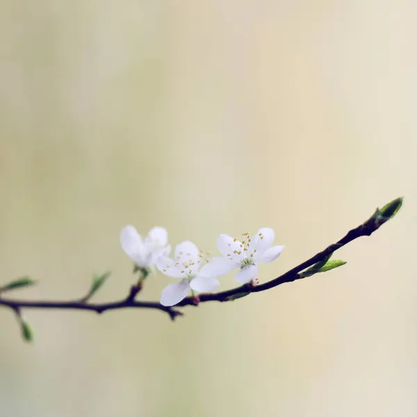 İlkbaharda kiraz çiçeği