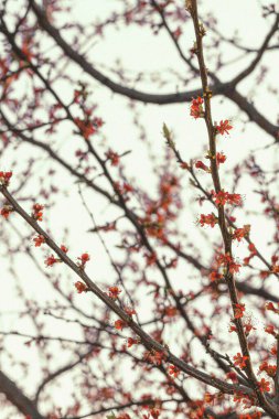Güzel botanik fotoğrafı, doğal duvar kağıdı.