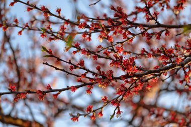 Bahçedeki güzel çiçekler