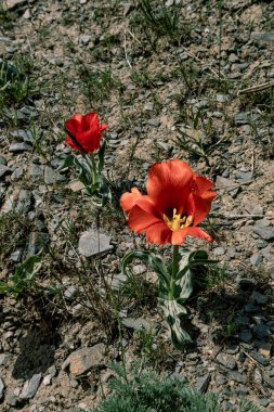 Tlipa grigii. Greig 'in lalesi. Kazakistan Dağları. Kazakistan 'da doğa. Orta Asya.