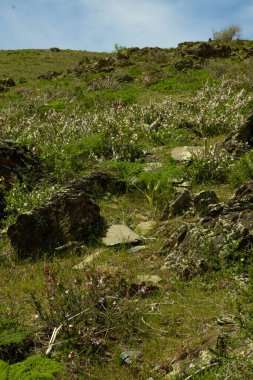 Kazakistan Dağları. Kazakistan 'da doğa. Orta Asya.