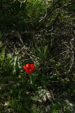 Tlipa grigii. Greig 'in lalesi. Kazakistan Dağları. Kazakistan 'da doğa. Orta Asya.