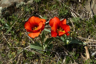 Tlipa grigii. Greig 'in lalesi. Kazakistan Dağları. Kazakistan 'da doğa. Orta Asya.