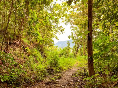 Dağ manzaralı bir ormanda patika