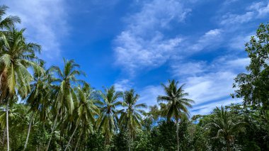 Mavi gökyüzü olan hindistan cevizi ağaçları
