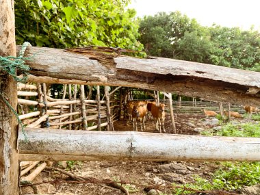 Kırsalda sığır çiftliği, ahşap çit kafesi.