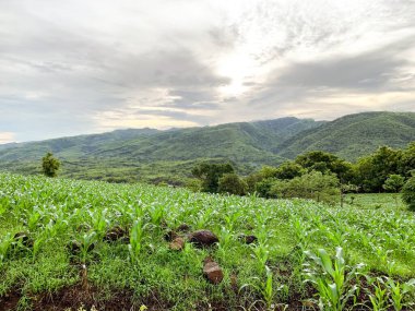 Kırsalda bir mısır tarlası. Dağ ve yeşillik Sabah manzarası.
