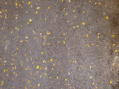 Kuru yapraklı asfalt