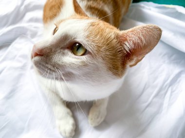 Beyaz gözlü sevimli kedi.