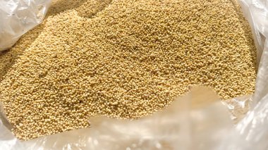 Plastikteki darı tohumları.