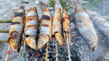 Kömürün üstünde ızgara sütçü balığı. Piknik konsepti.