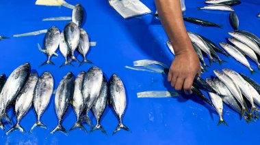 Masada ton balığı