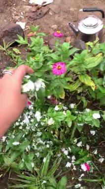 Mezarlığa çiçek ekiyorum..