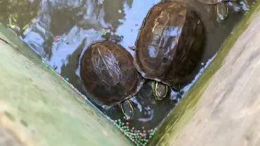 Gölette kaplumbağaları beslemek