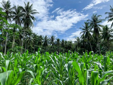 Kırsal bir köyde mısır tarlası. Mavi gökyüzü ve hindistan cevizi palmiyeleri.