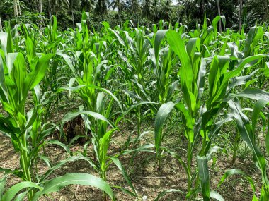 Kırsal bir köyde mısır tarlası.