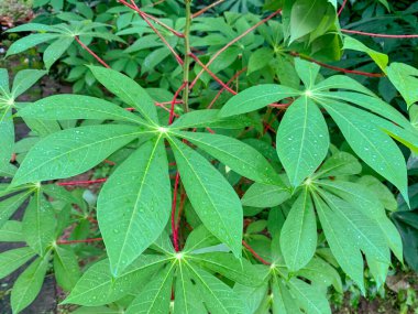 Cassava bahçedeki yaprakları