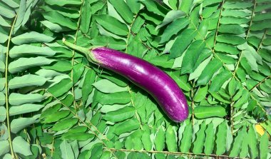 Yapraklı taze patlıcan. 