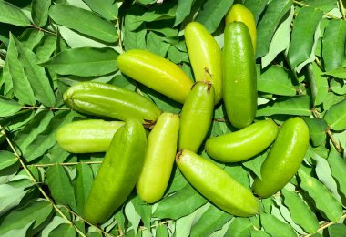 fresh harvested averrhoa bilimbi or belimbing with foliage backdrop. clipart