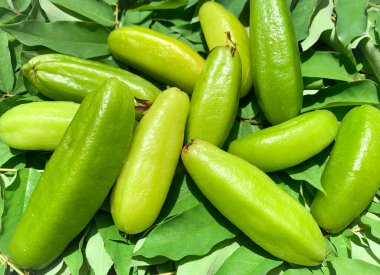 Taze hasat edilmiş averrhoa bilimbi ya da yeşillik arkaplan inancı.