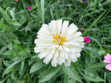 Genel Zinnia (Zinnia Elegans) çiçeği, yumuşak odaklı resim.
