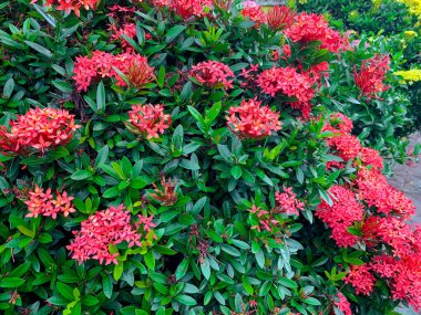 Orman sardunyası (Ixora coccinea) bir bahçede çiçek bitkileri.