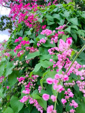 Mercan sarmaşığı (Antigonon leptopusu) çiçekleri.