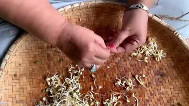 Mung fasulyesi, rattan tepside filizleniyor.