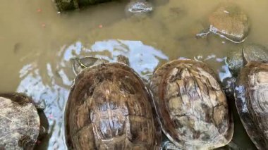 Kaplumbağalar havuzda besleme