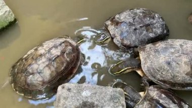 Kaplumbağalar havuzda besleme