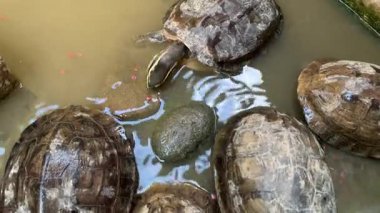 Kaplumbağalar havuzda besleme