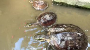 Kaplumbağalar havuzda besleme